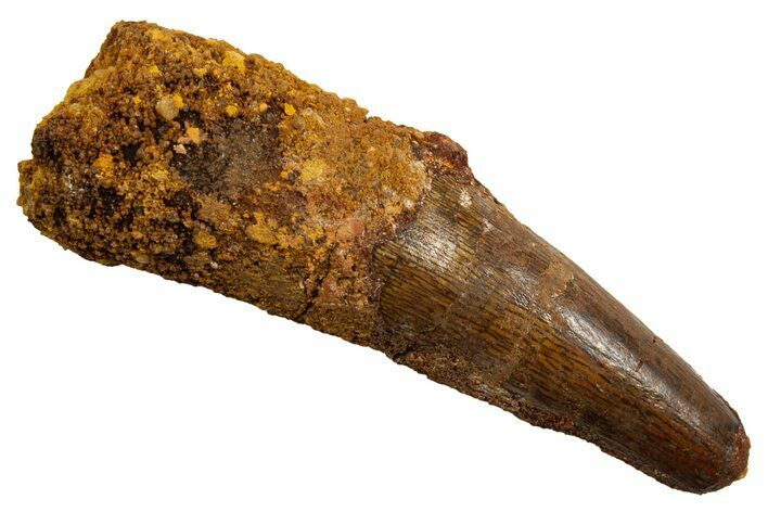 Fossil Spinosaurus Tooth - Real Dinosaur Tooth #330080